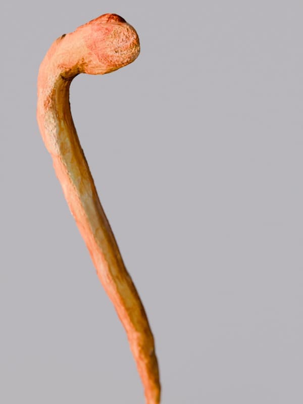 Walking Stick Grip